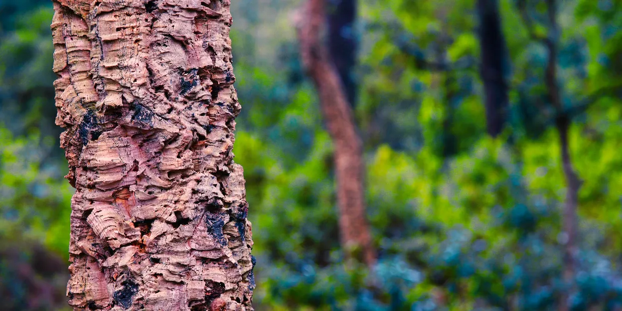 Cover image for Eye-catching iPhone and Android Cases That Are Also Eco-Friendly